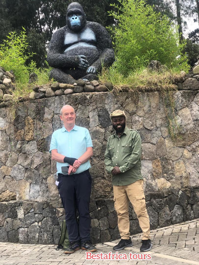 Mountain gorilla close-up